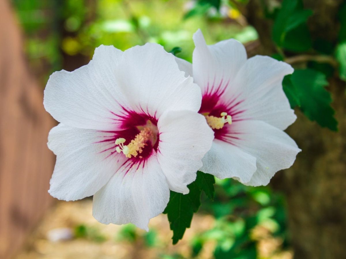 26 Fakta Om Hibiskus