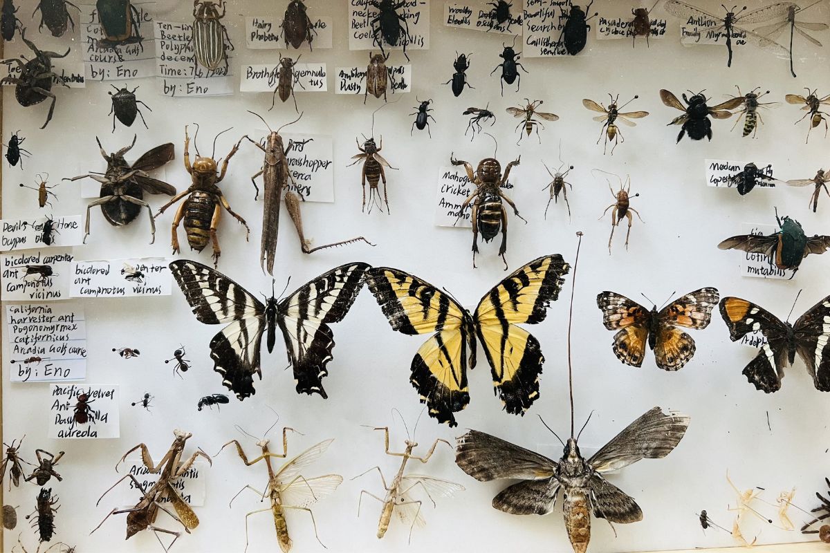 27 Fakta Om Entomologi