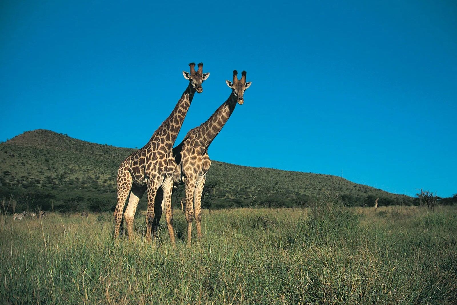 33 Fakta Om Giraff