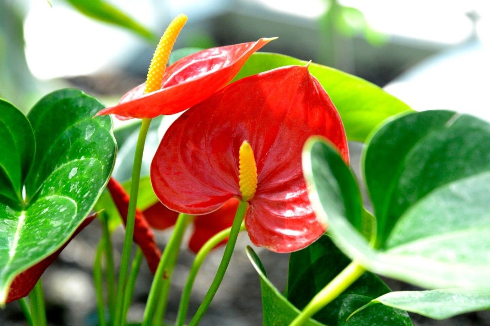 35 Fakta Om Blomst