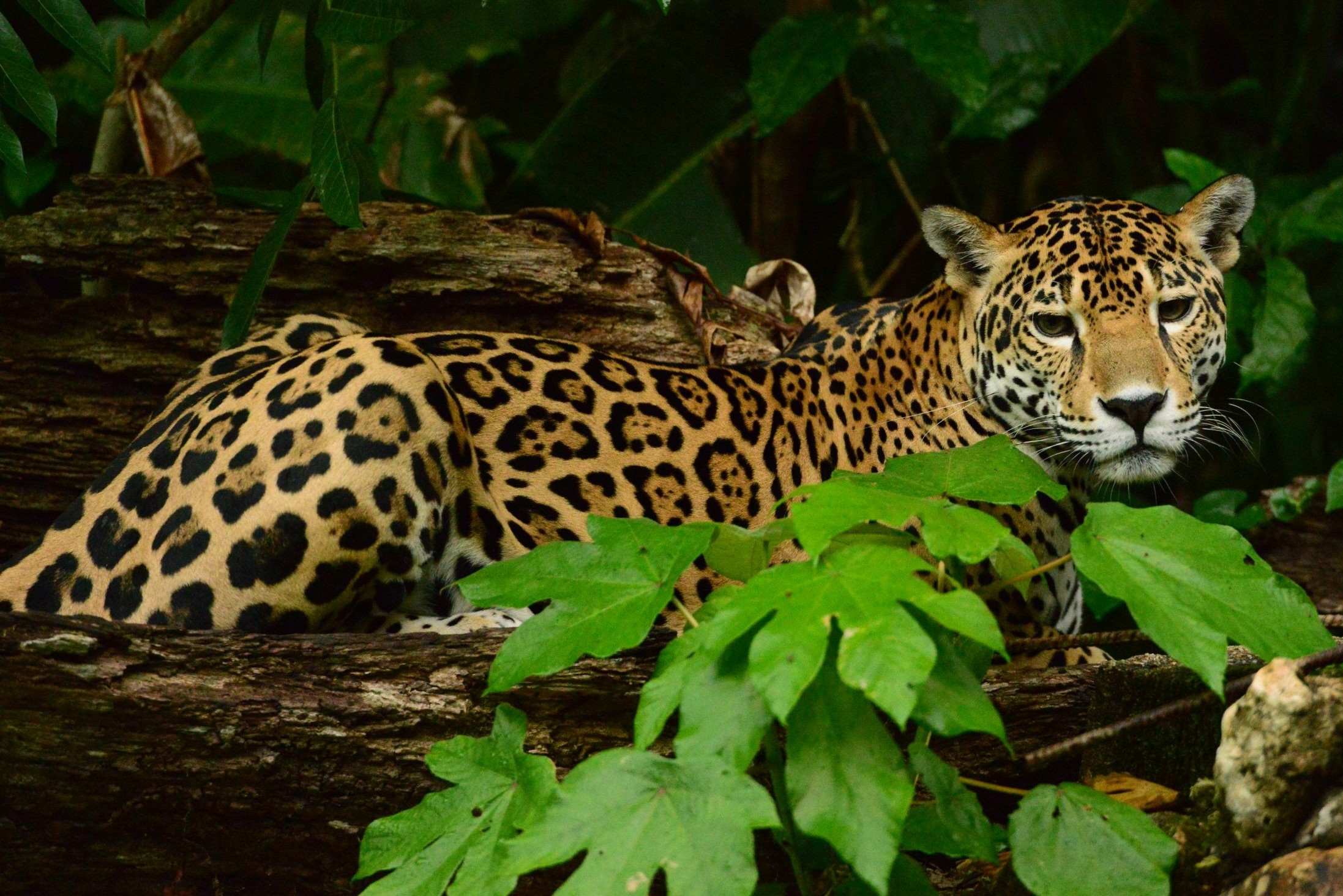 35 Fakta Om Jaguar
