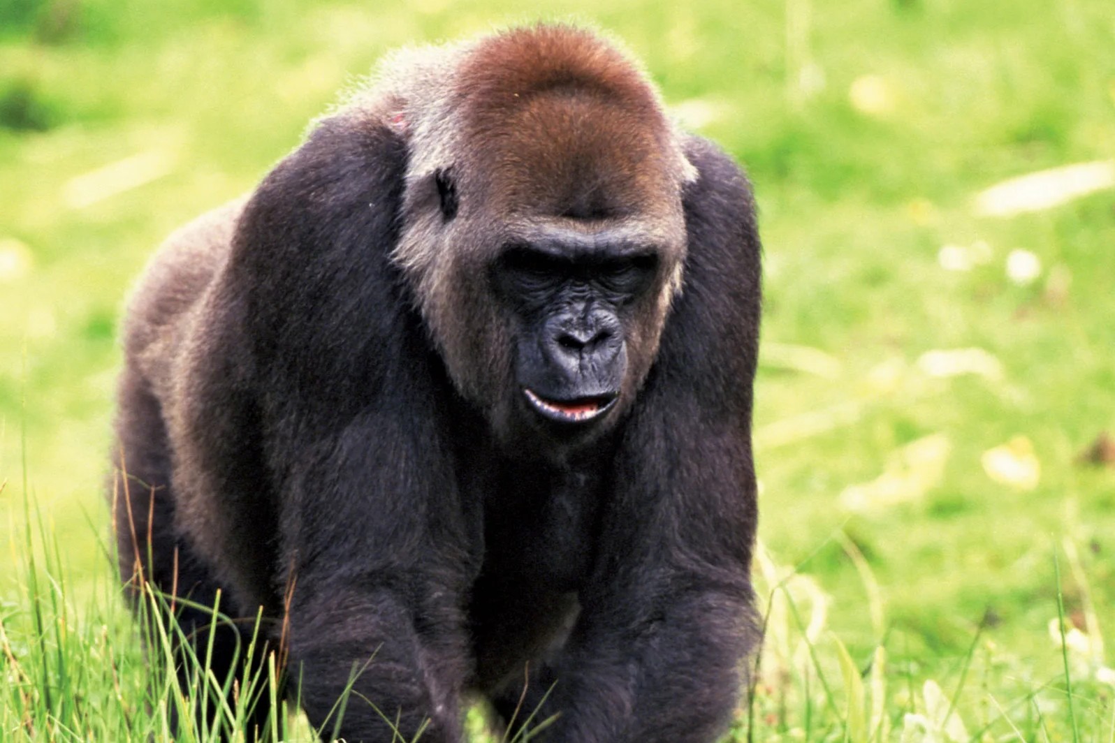 36 Fakta Om Gorilla