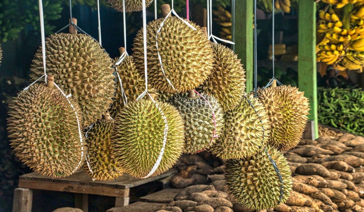 40 Fakta Om Durian